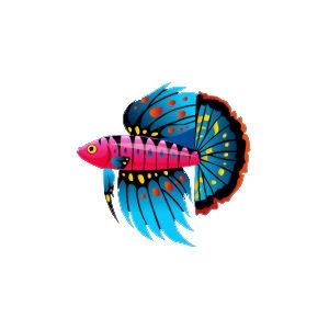 Butterfly Betta